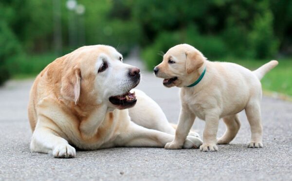 देहरादून में अब पालतू कुत्तों का रजिस्ट्रेशन अनिवार्य, नियम तोड़ने पर ₹5000 का जुर्माना