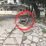 ग्राम सिनौला की सड़कों पर गड्ढों का जाल, नगर निगम और लोक निर्माण विभाग पर उठे सवाल
